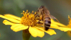 Kerti csobogó méhviasz alapanyag